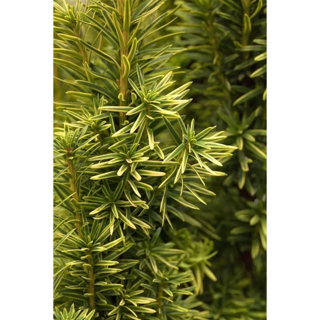 Taxus Baccata Fastigiata Aurea Gelbe Säuleneibe 90–100 cm