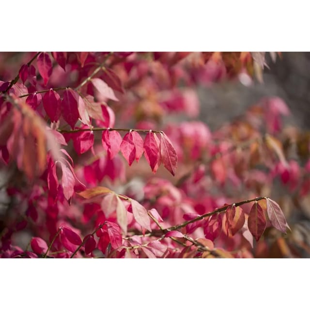 Euonymus Alatus Flügel-Spindelstrauch 40–60 cm Leuchtend Rote Herbstfärbung