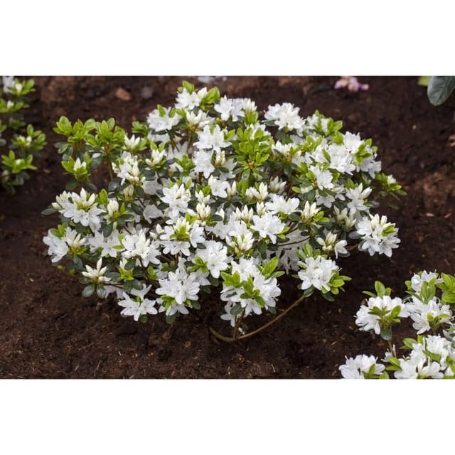 Rhododendron Obtusum Kermesina Alba Weiß 15–20 cm