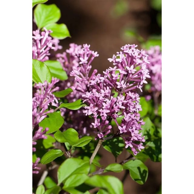 Syringa Meyeri Palibin Zwergflieder Lila Blüten 80 cm Stammhöhe