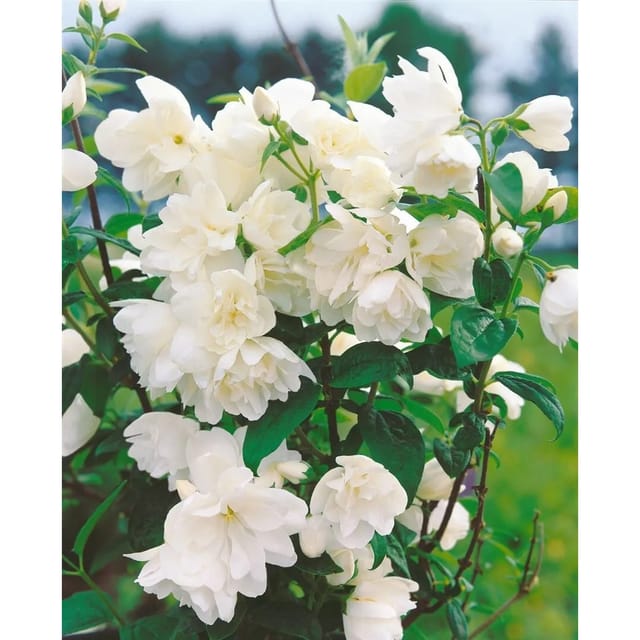 Philadelphus Little White Love Duftjasmin Weiß 60–80 cm
