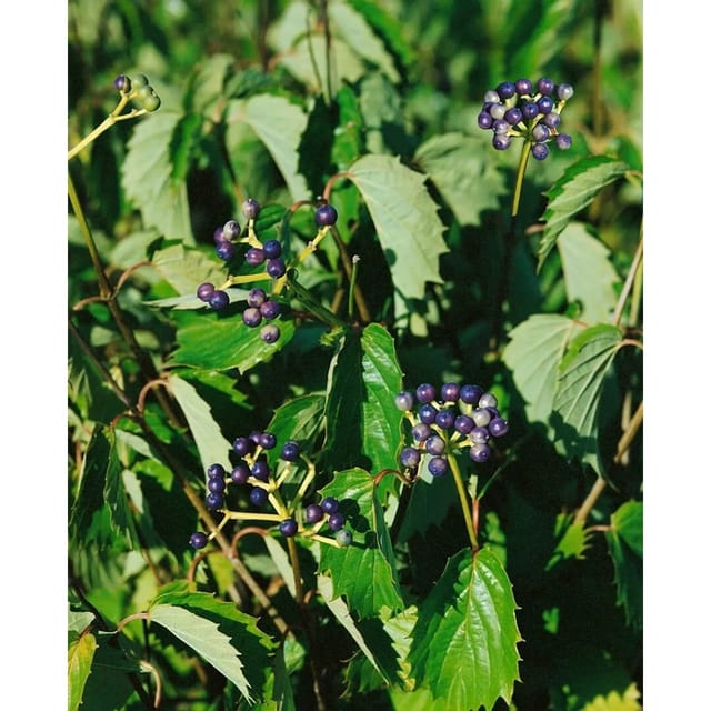 Viburnum Dentatum Blue Muffin Pfeilblatt-Schneeball 80–100 cm