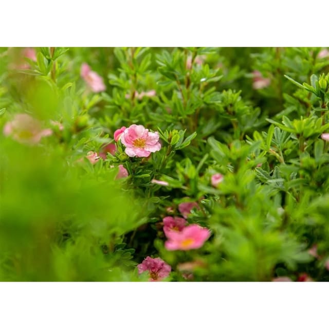 Potentilla Fruticosa Bellissima Fingerstrauch Rosa Blüten 30–40 cm