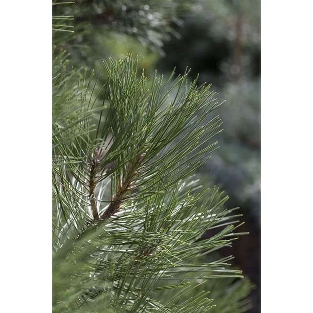 Pinus Nigra Nana Schwarzkiefer Kompakt 50–60 cm