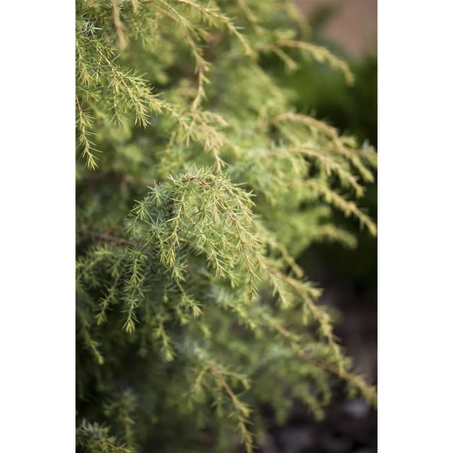 Juniperus Communis Schneverdinger Gold Machangel Goldgelb 40–60 cm