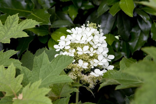 Hydrangea Quercifolia Eichenblatthortensie 80–100 cm Weiß