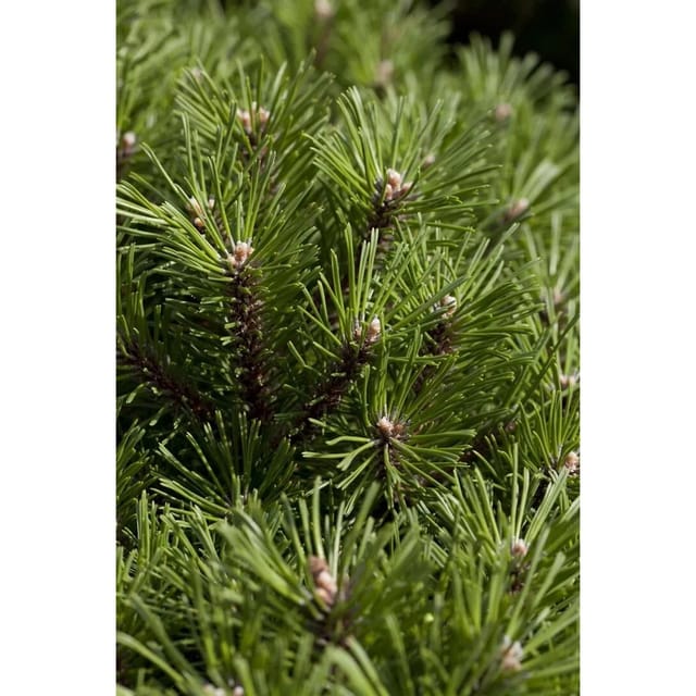 Pinus Mugo Noack Bergkiefer Kompakt 15–20 cm