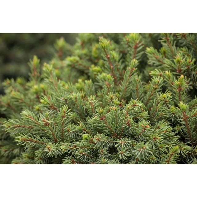 Picea Glauca Echiniformis Zwergfichte Kompakt 30–40 cm