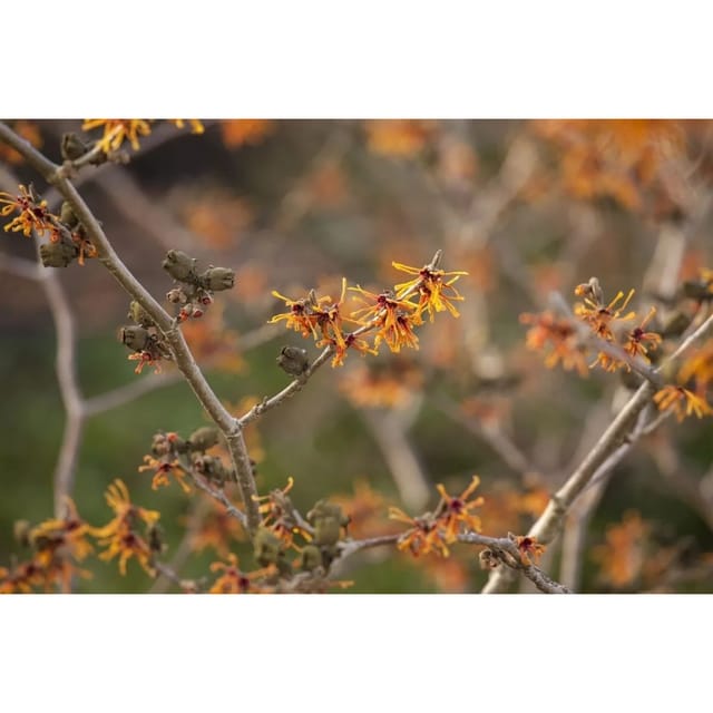 Hamamelis Intermedia Aphrodite Zaubernuss Orange Blüten 50–60 cm