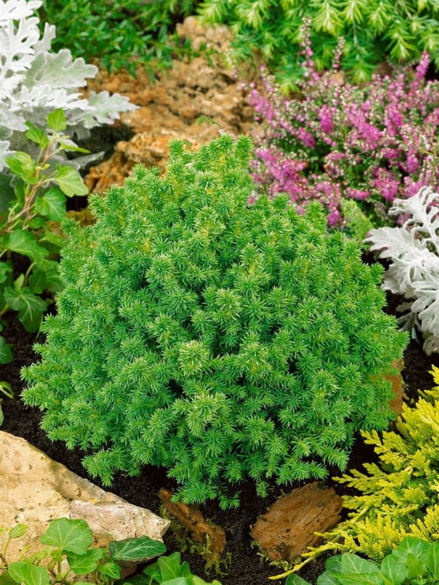 Cryptomeria Japonica Vilmoriniana Japanische Sicheltanne 20–25 cm