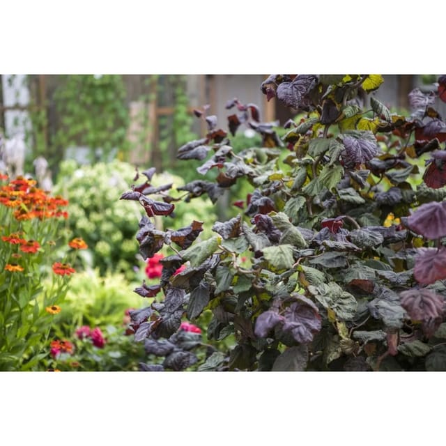 Corylus Avellana Red Majestic Rote Korkenzieherhasel 80 cm Stammhöhe