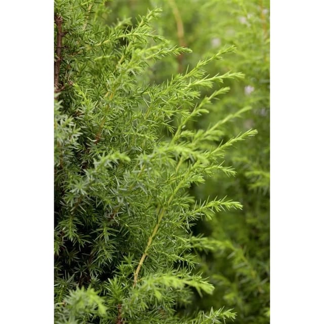 Juniperus Communis Bruns Wacholder 40–60 cm