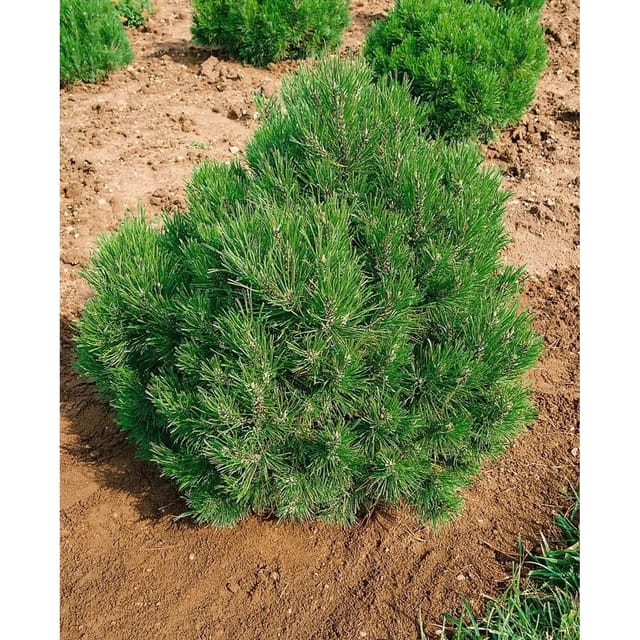 Pinus Mugo Allgäu Bergkiefer Kompakt 20–25 cm