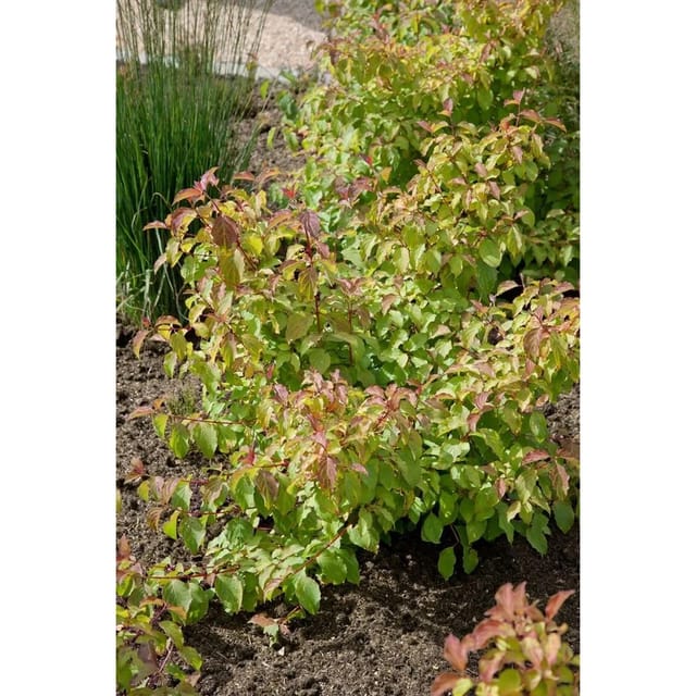 Cornus Sanguinea Midwinter Fire Hartriegel Leuchtend Orange 100–125 cm