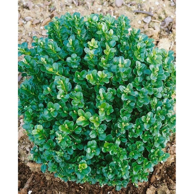 Buxus Sempervirens Ingrid Buchsbaum Kugel 55–60 cm