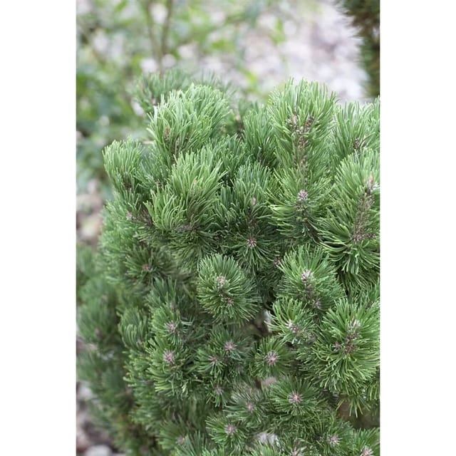 Pinus Mugo Picobello Bergkiefer Kompakt 30–40 cm