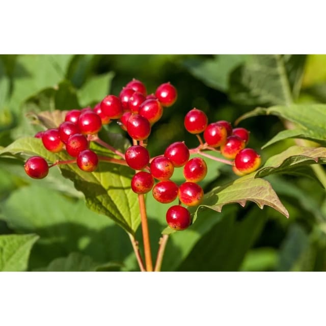 Viburnum Opulus Gewöhnlicher Schneeball 150–200 cm