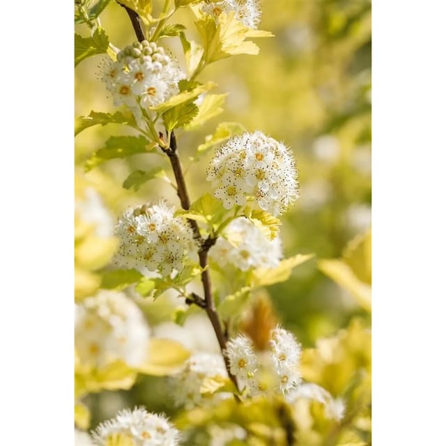 Physocarpus Opulifolius Darts Gold Gelblaubig 15–20 cm
