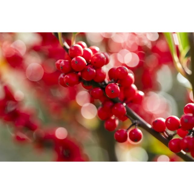 Ilex Verticillata Winterbeere 60–80 cm Leuchtend Rote Beeren