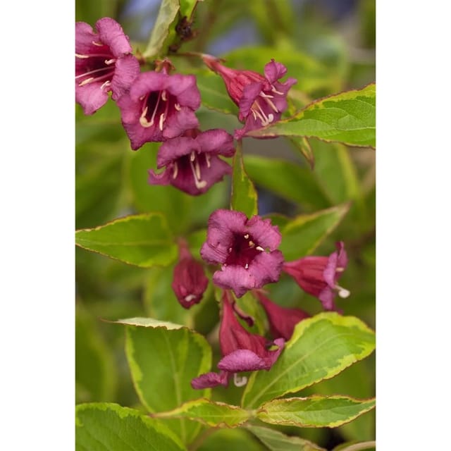 Weigela Florida Brigela Weigelie Buntlaubig 100–125 cm