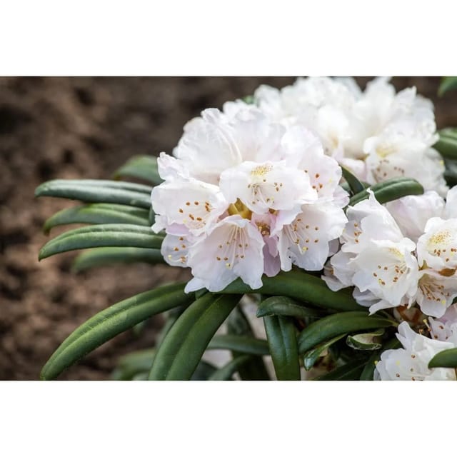 Rhododendron Yakushimanum Makiyak 60 cm Stammhöhe Immergrün