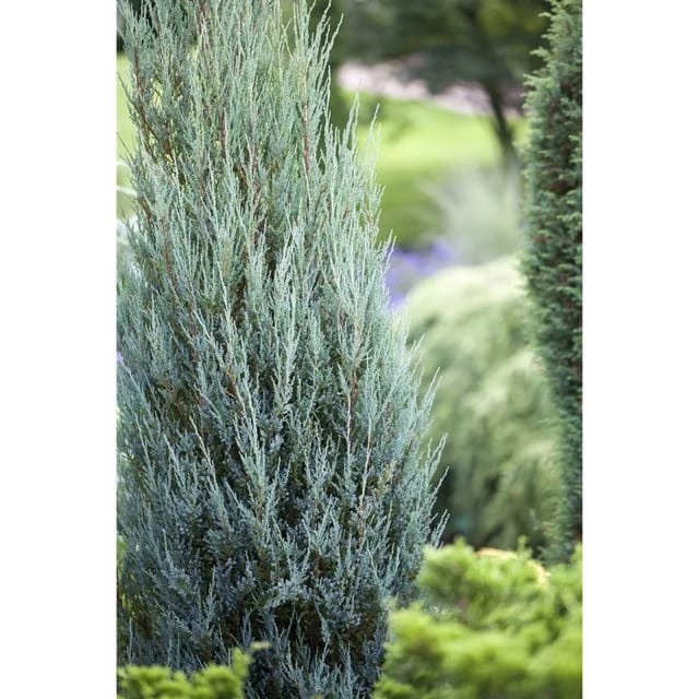 Juniperus Scopulorum Blue Arrow Säulenwacholder Blaugrün 150–175 cm