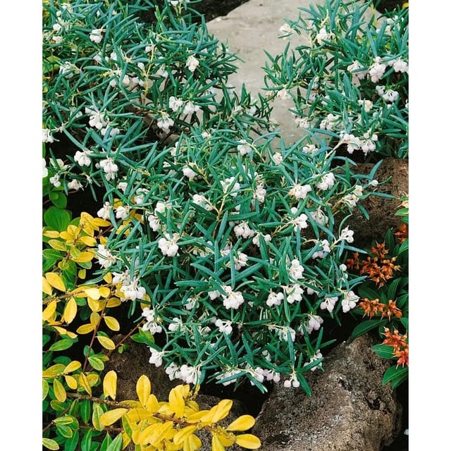 Andromeda Glaucophylla Latifolia Immergrün 20–25 cm