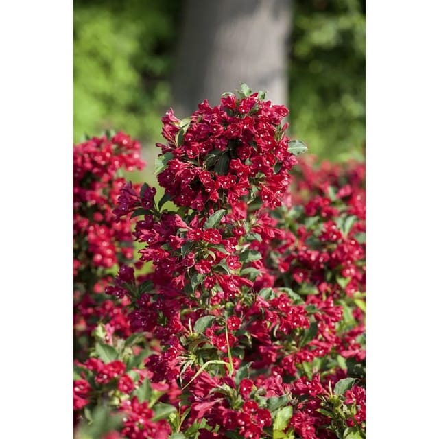Weigela Eva Rathke Weigelie Karminrot 15–20 cm