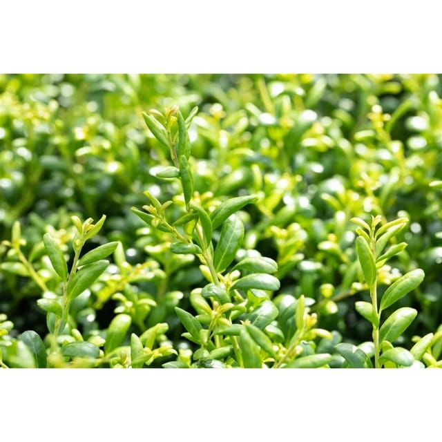 Ilex Crenata Convexa Japanische Stechpalme Immergrün 180–200 cm