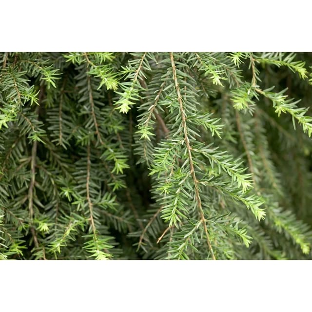 Tsuga Canadensis Pendula Kanadische Hemlocktanne 100–125 cm
