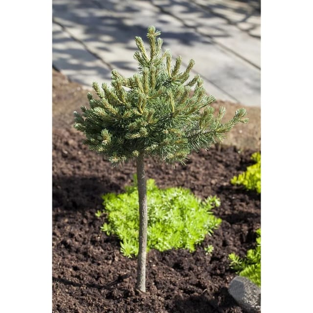 Pinus Mugo Mini Mops Bergkiefer Kompakt 25–30 cm