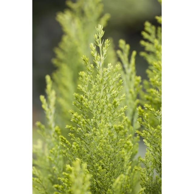 Chamaecyparis Lawsoniana Ellwoods Empire 30–40 cm Immergrün
