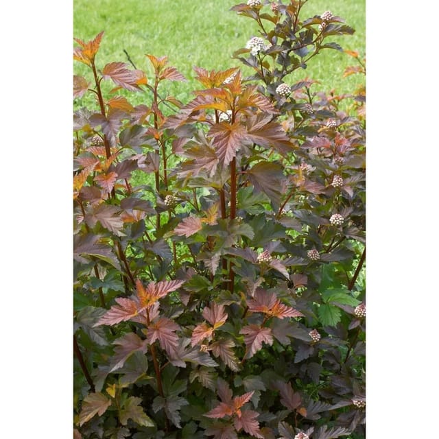 Physocarpus Opulifolius Center Glow Blasenspiere 125–150 cm