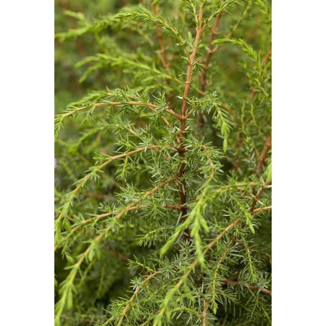 Juniperus Communis Hibernica Säulenwacholder 100–125 cm