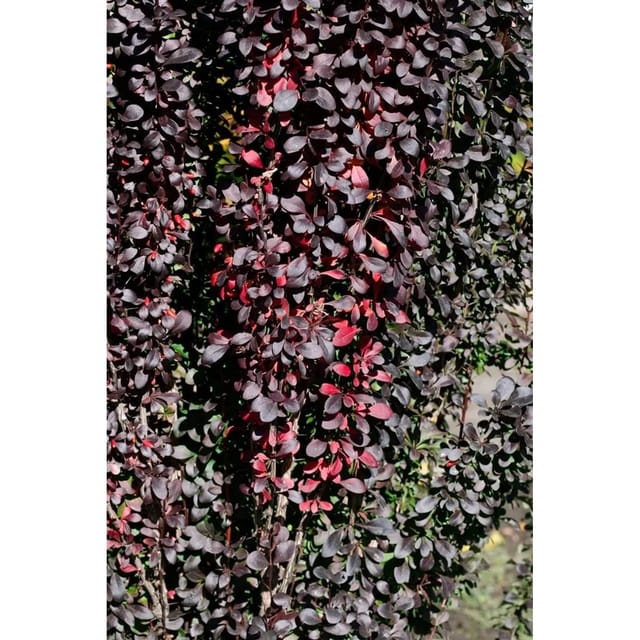 Berberis Thunbergii Red Pillar Säulen-Berberitze Rotlaubig 25–30 cm