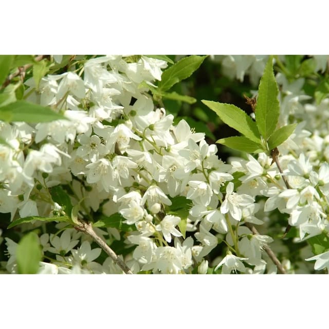 Philadelphus Manteau Dharmine Duftjasmin Weiß 60–80 cm