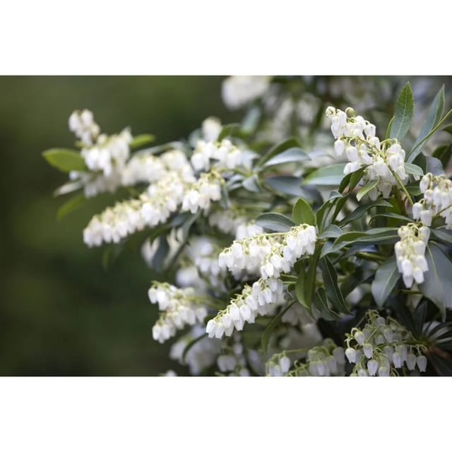 Pieris Japonica Japanische Lavendelheide 30–40 cm