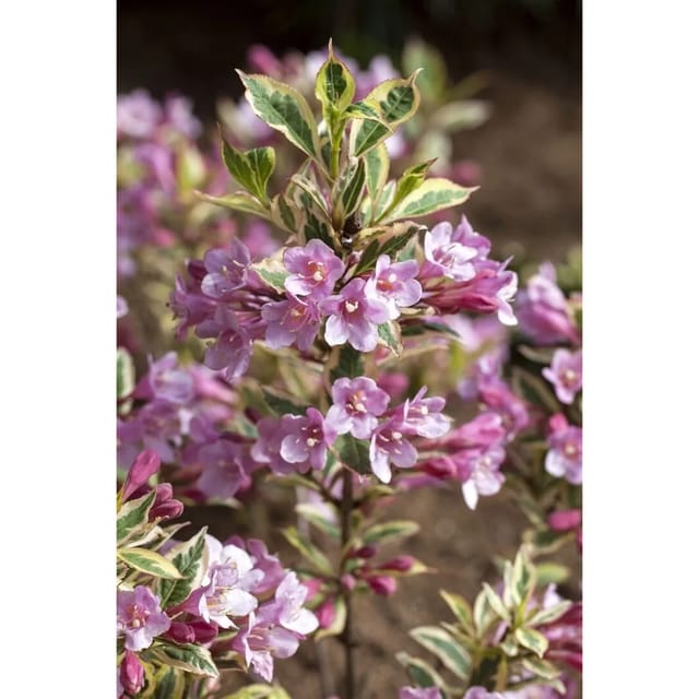 Weigela Florida Magical Rainbow Weigelie Buntes Laub 20–30 cm