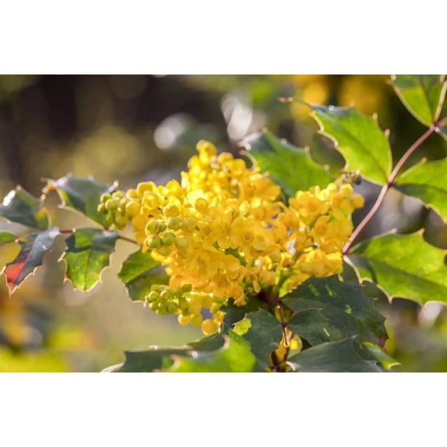 Mahonia Aquifolium Apollo Mahonie Gelbe Blüten 25–30 cm