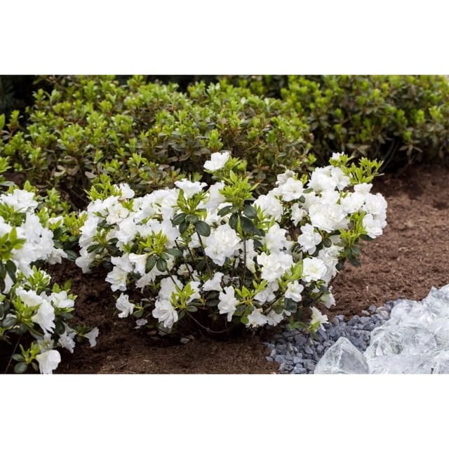 Rhododendron Obtusum Schneeperle Weiß 20–25 cm