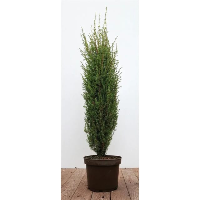 Juniperus Communis Arnold Wacholder 60–80 cm