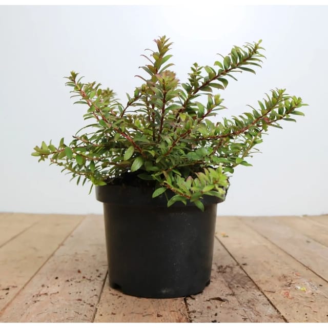 Gaultheria Itoana Immergrün 20–25 cm