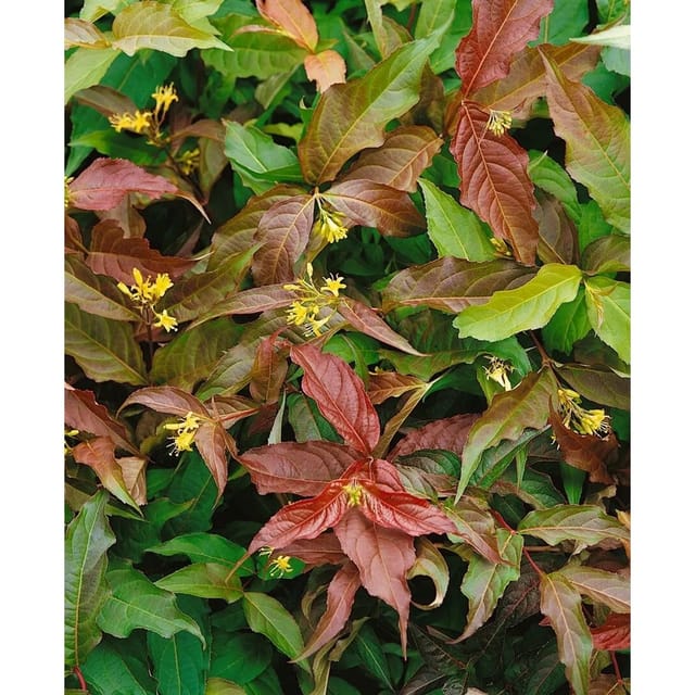 Diervilla Sessiliflora Dise Gelbe Strauchgeißblatt 40–60 cm