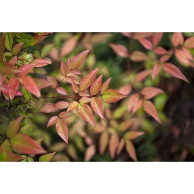 Nandina Domestica Gulf Stream Himmelsbambus Kompakt 20–30 cm