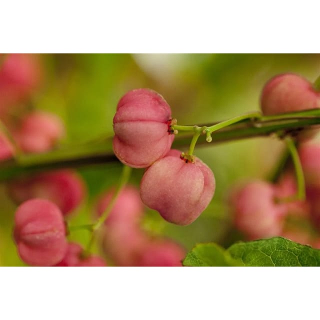 Euonymus Phellomanus Korkspindelstrauch 120 cm Stammhöhe