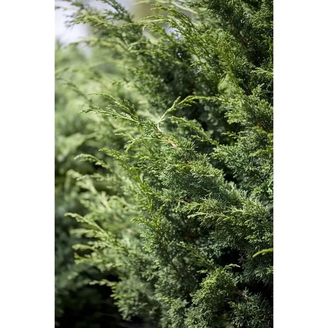 Juniperus Virginiana Canaertii Virginischer Wacholder 125–150 cm