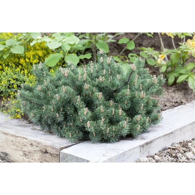 Pinus Mugo Humpy Bergkiefer Kompakt 30 cm Stammhöhe