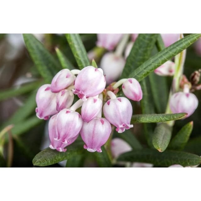 Andromeda Polifolia Rosmarinheide Rosa Blüten 15–20 cm