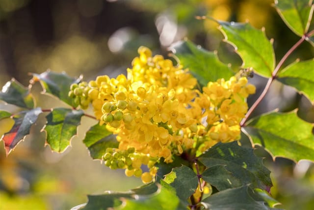 Mahonia Aquifolium Gewöhnliche Mahonie Immergrün 30–40 cm