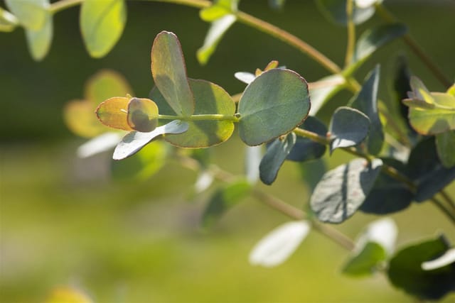 Eucalyptus Silver Dollar Silber-Eukalyptus 40–60 cm